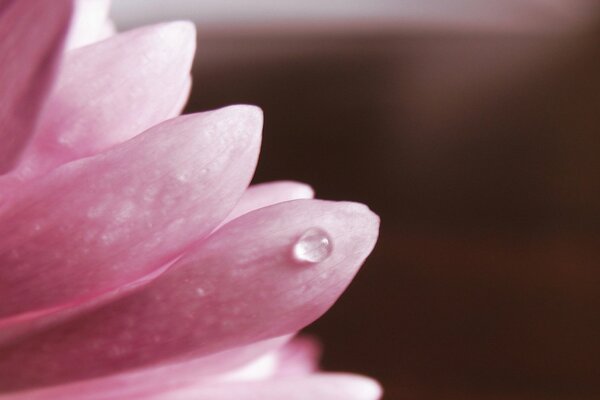 Macrofoto di petali di fiori rosa con goccia di rugiada
