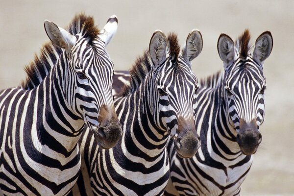 Drei Zebras schwarze und weiße Tiere