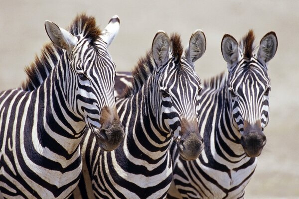 Tre zebre animali in bianco e nero
