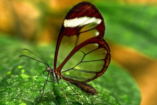 Glass-winged butterfly with beautiful patterns on the wings