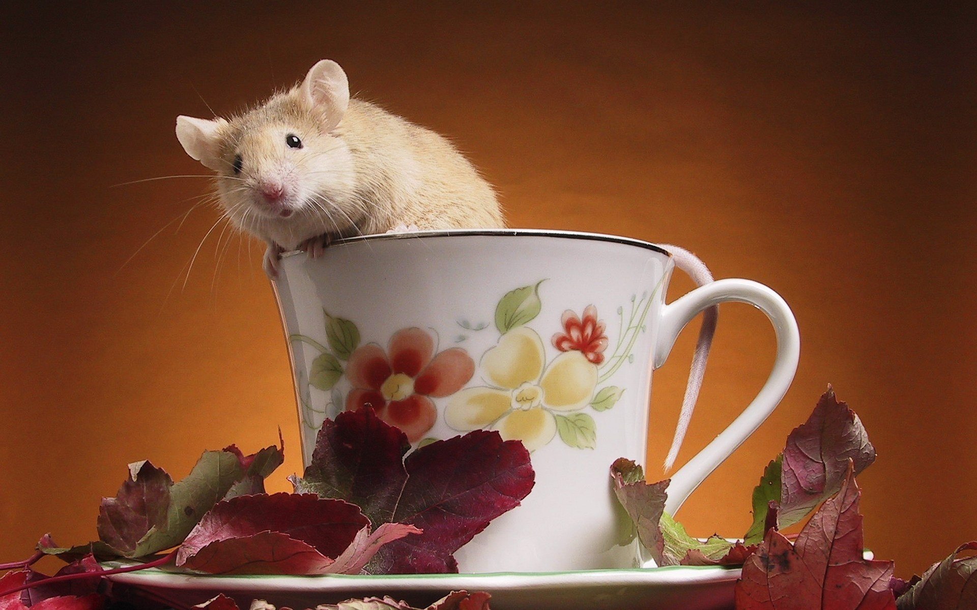 maus becher blumen tiere nagetiere tasse schnurrbart