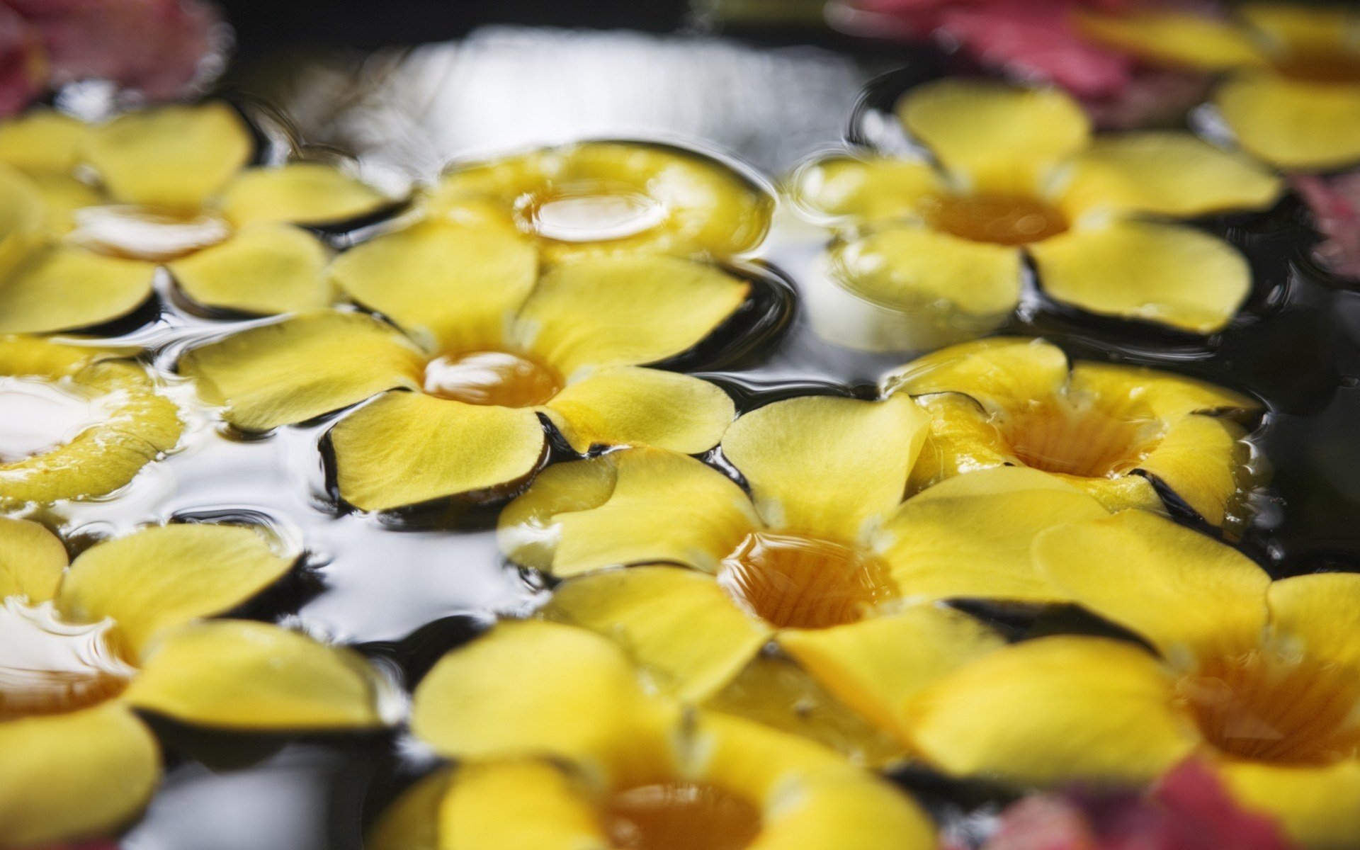 fleurs sur l eau fleurs jaune petit gros plan