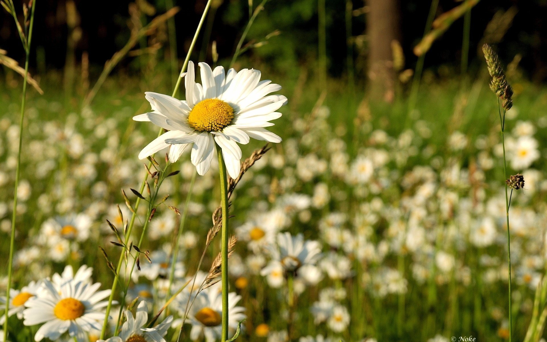 champ blanc fleurs printemps marguerites gros plan