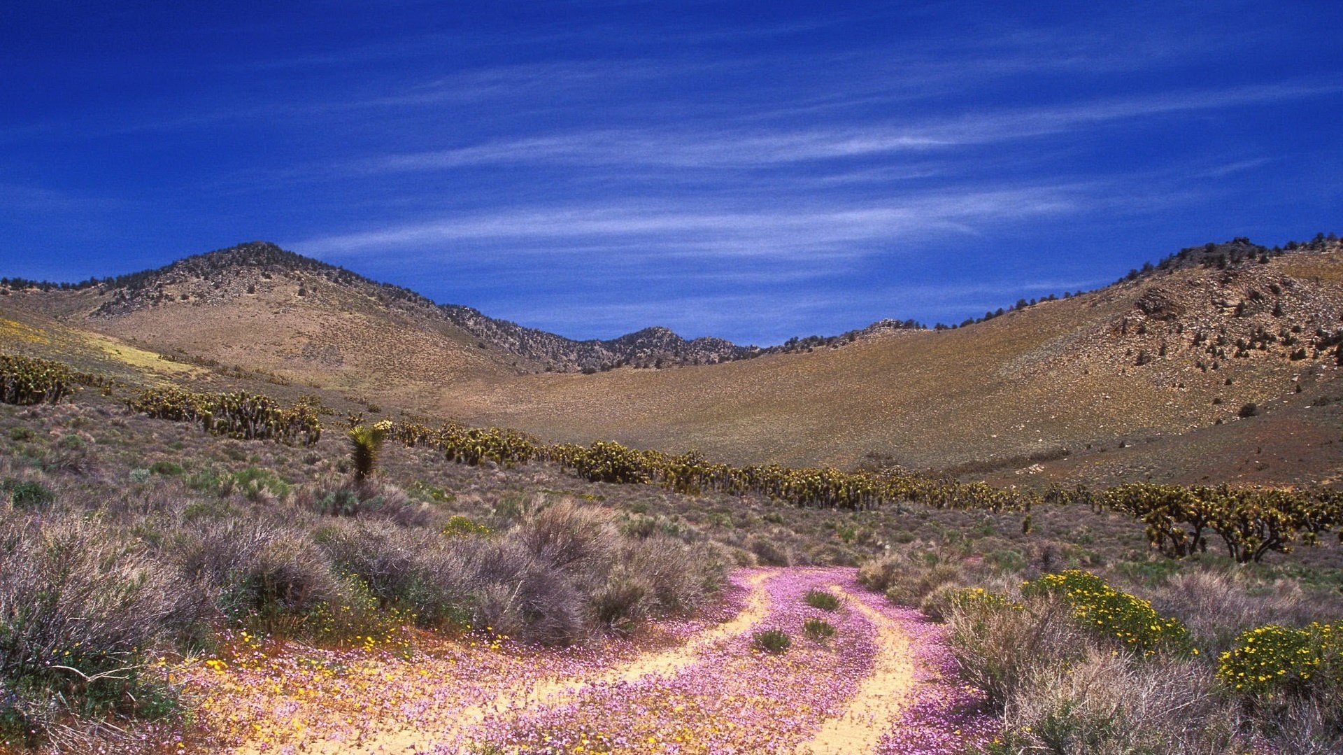 cielo luminoso sentiero rosa deserto cielo montagne acqua