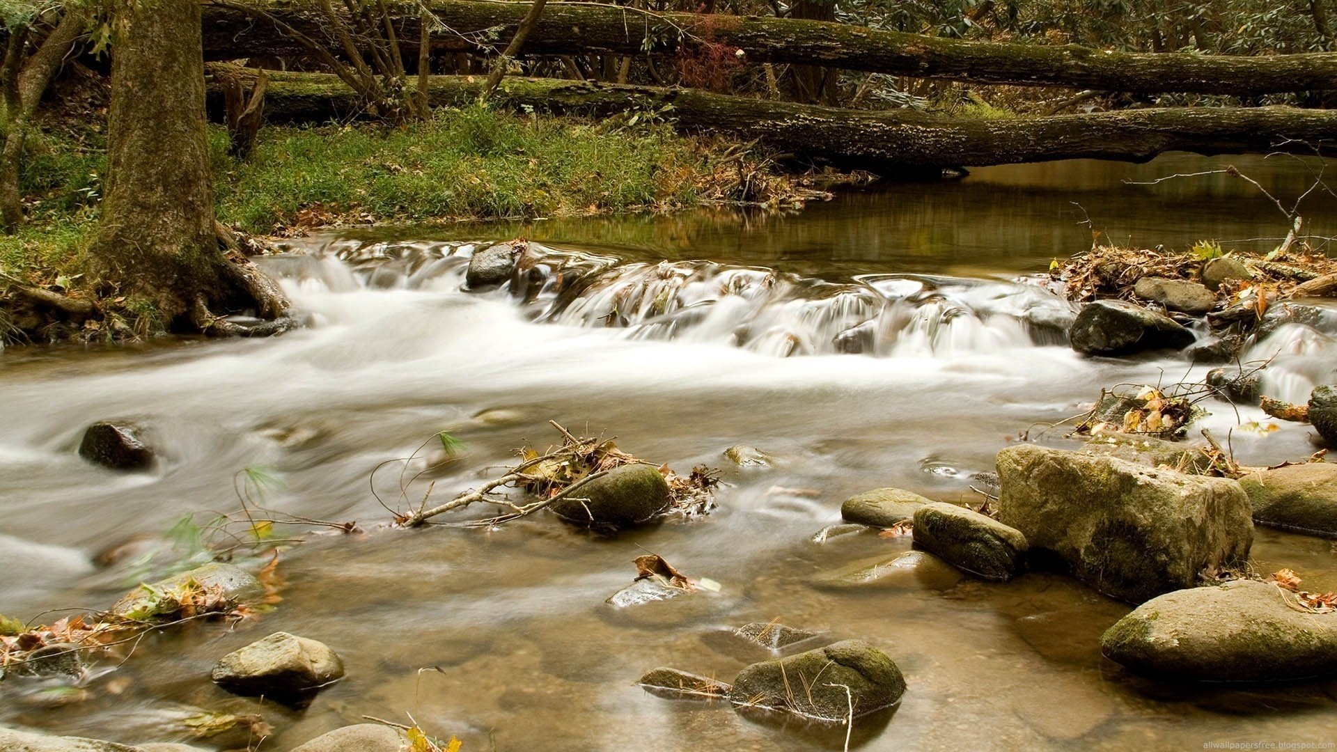 ruisseau des montagnes eau froide pierres ruisseau rivière troncs arbres nature courant eau