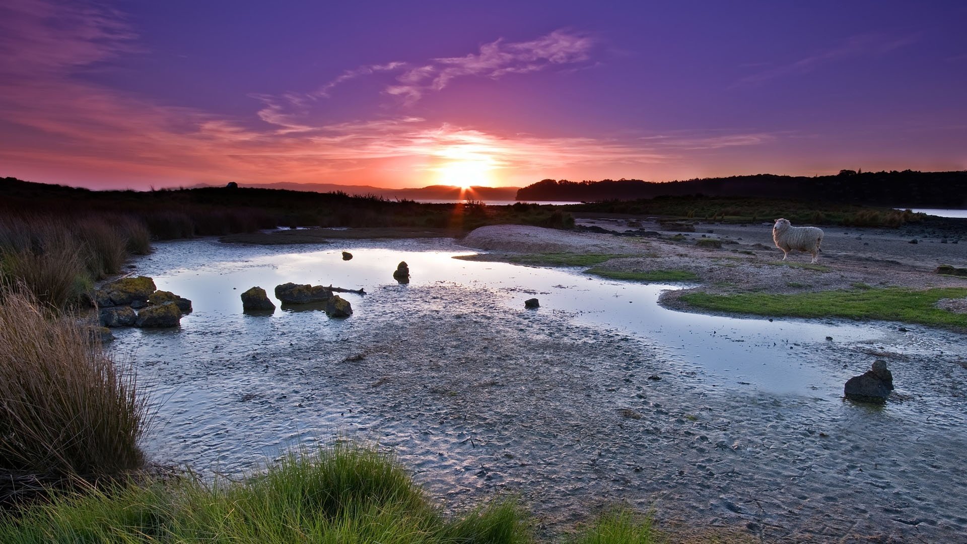 río poco profundo carnero costa de arena animal puesta de sol agua cielo noche cielo lila hierba paisaje naturaleza piedras pantano