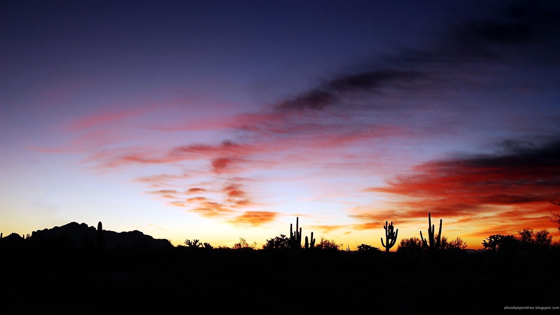 the shadow of the cacti twilight bushes sunset the sky