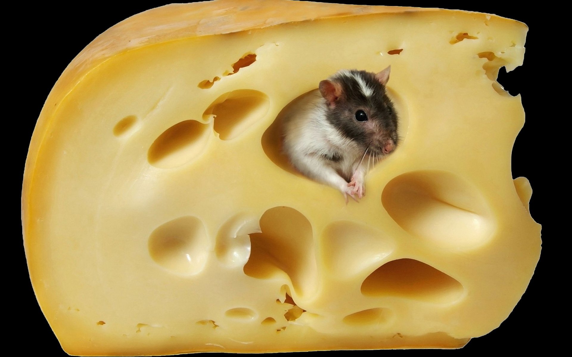 paradise cheese mouse animals rodent