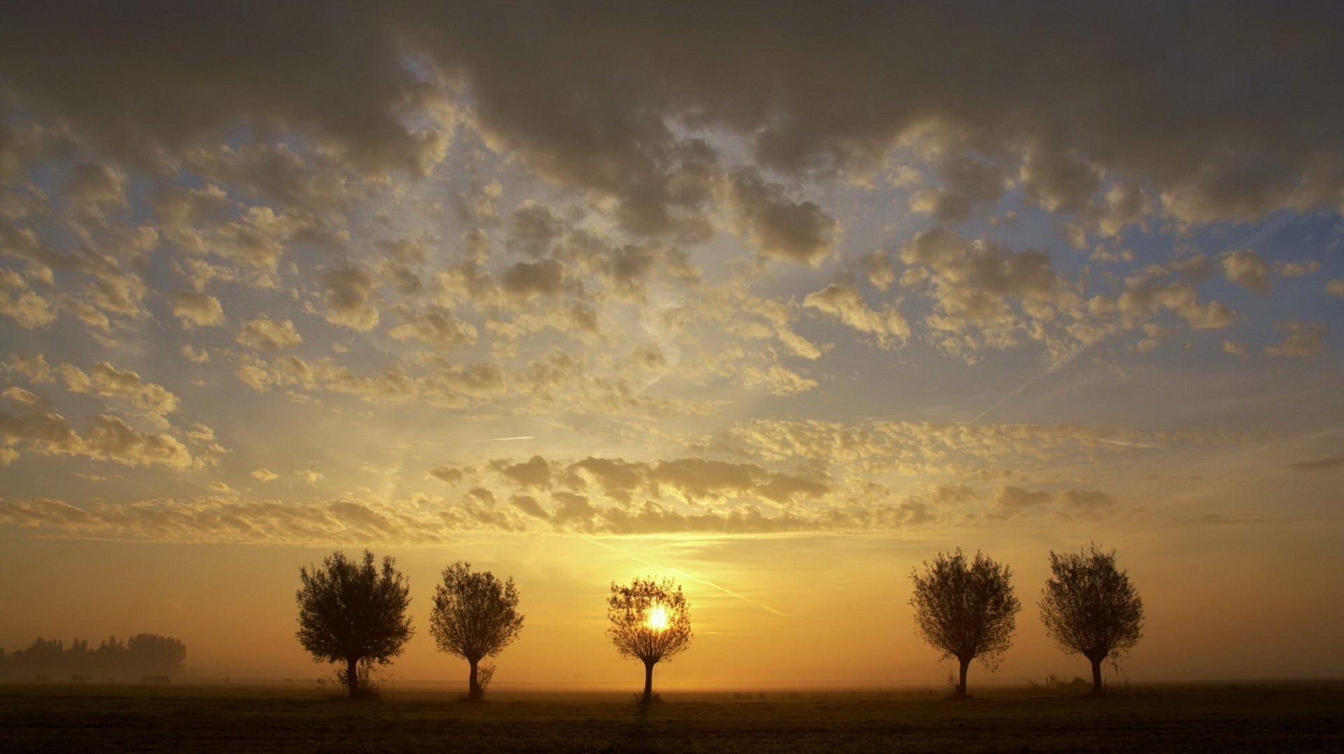 arbres solitaires nuages visqueux crépuscule coucher de soleil ciel