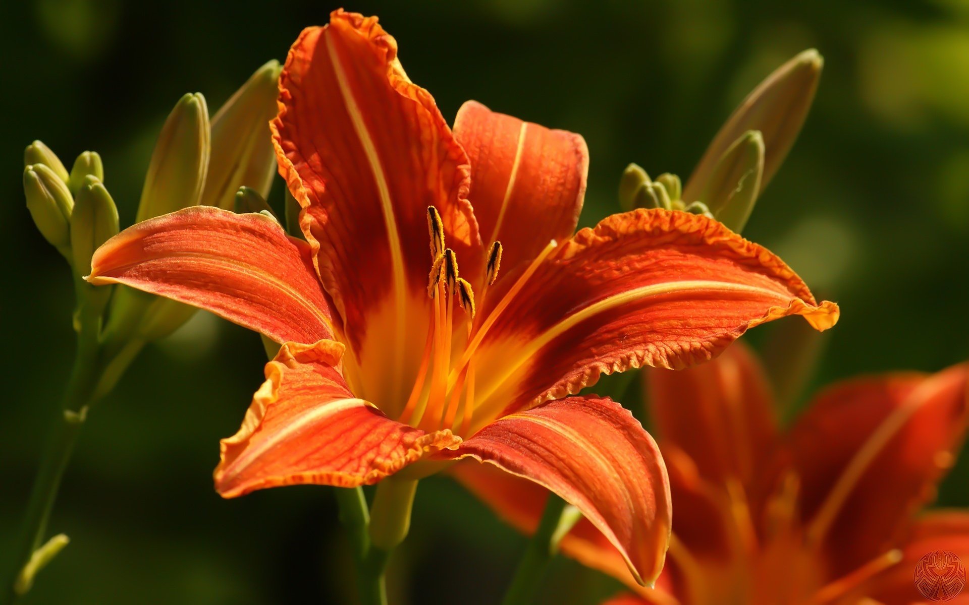 children of the sun a rich orange flowers beauty macro