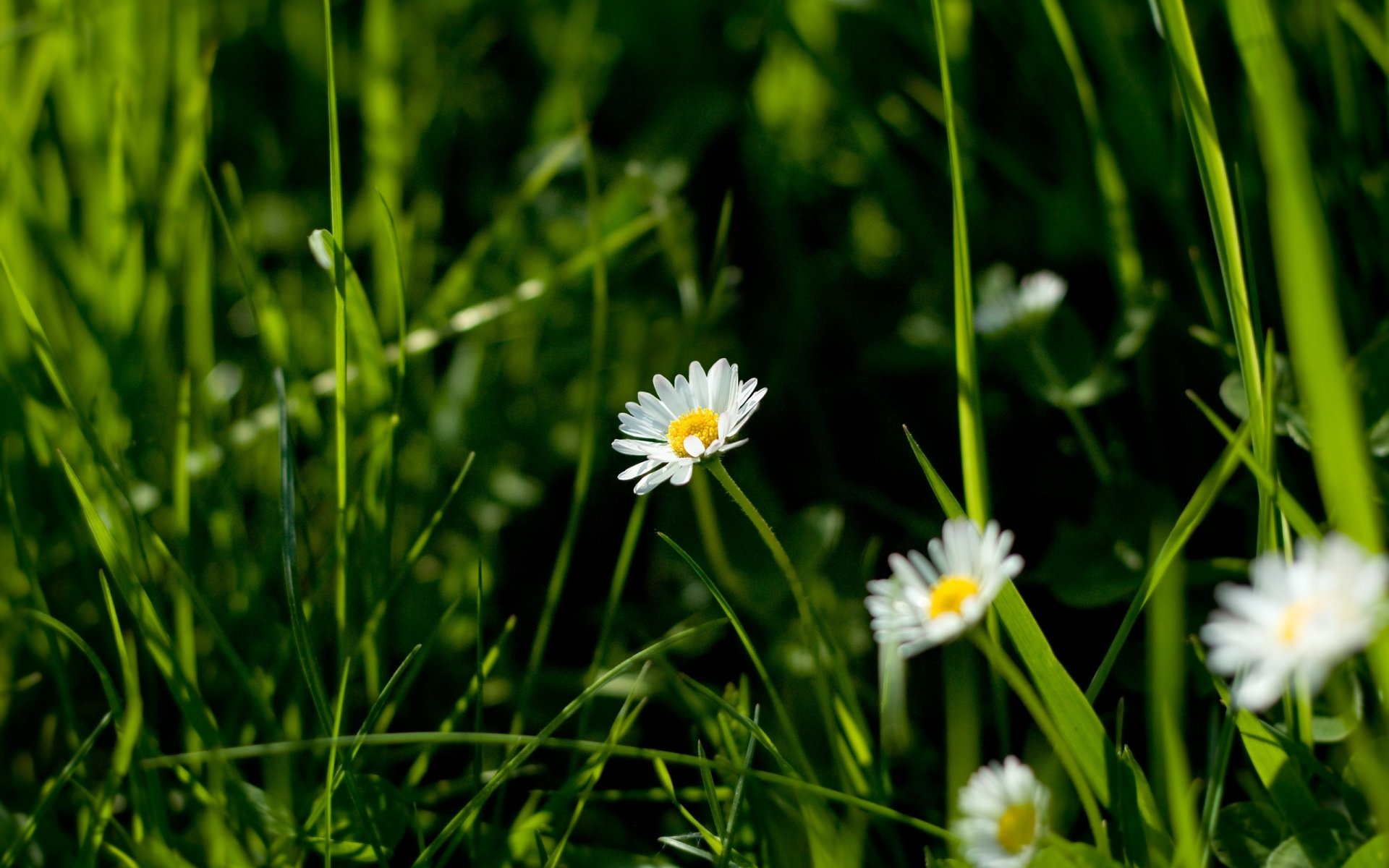 champ de camomille fleurs clairière herbe verte gros plan