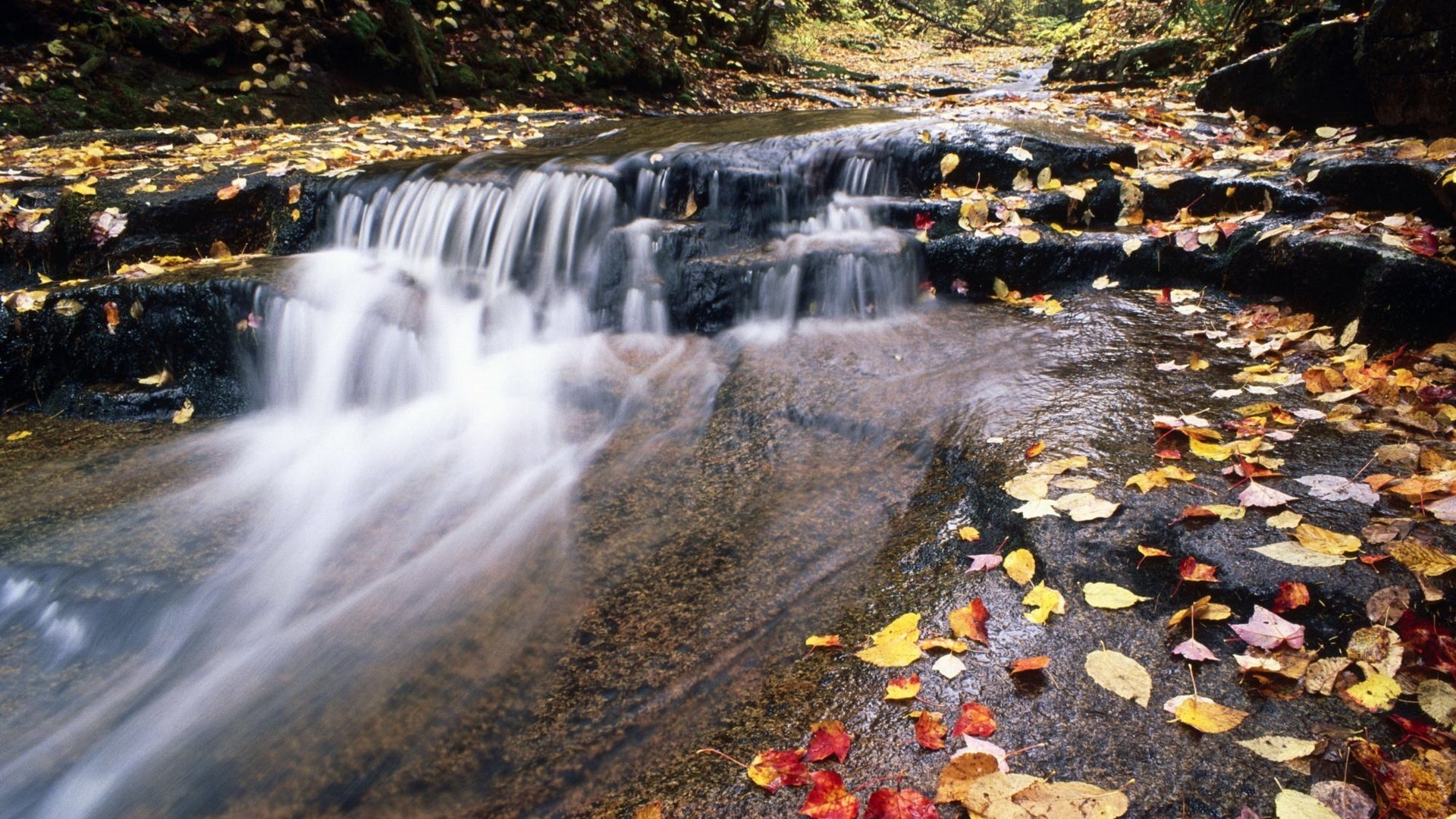 arroyo de montaña follaje otoño arroyo río corriente cascada hojas naturaleza agua