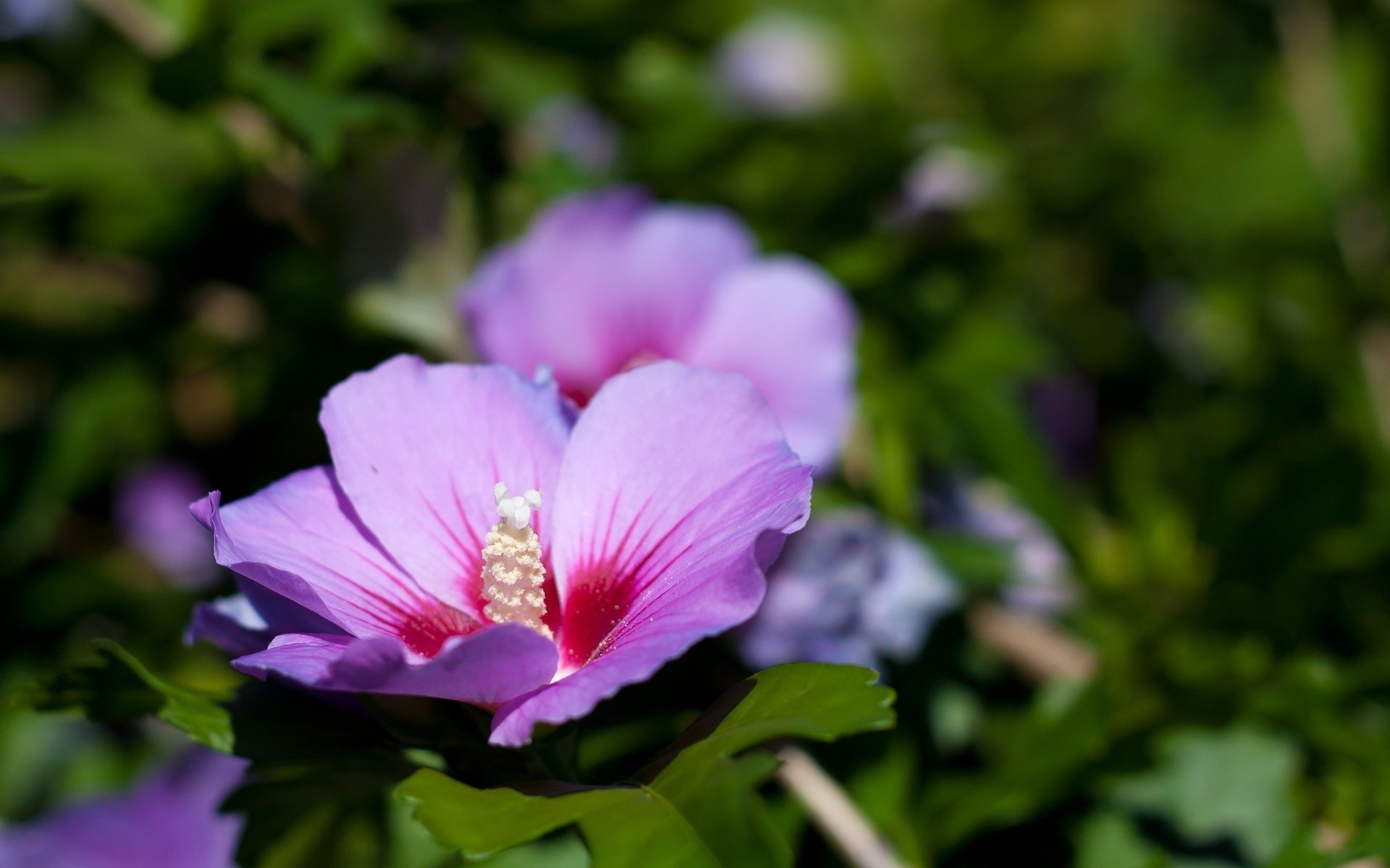 fleurs sauvages fleurs lilas herbe gros plan