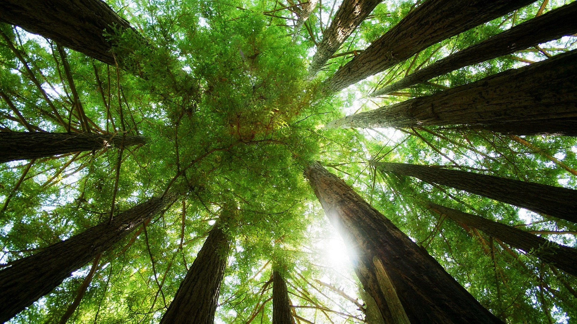 hohe stämme grüne blätter hoch grün wald