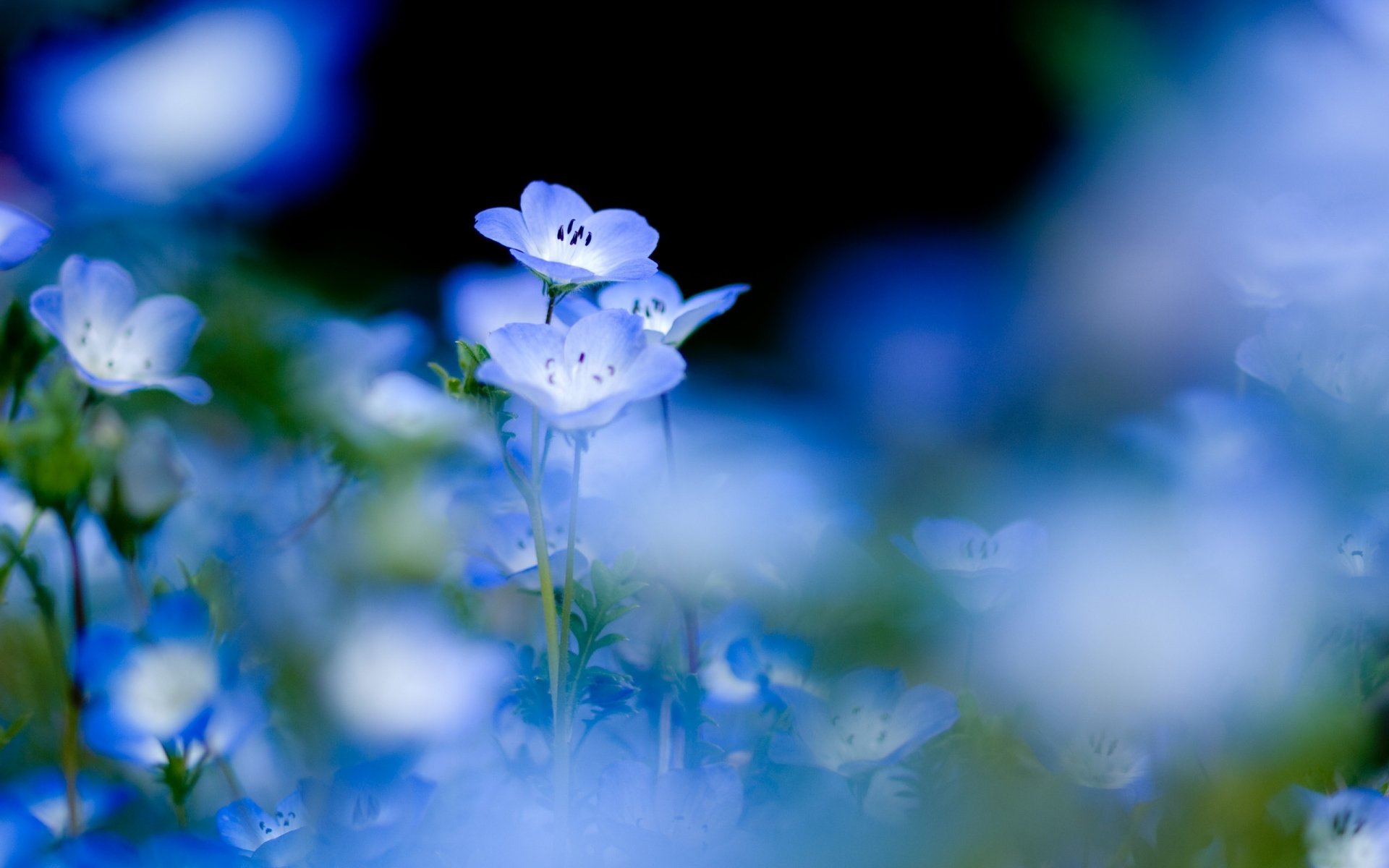 blauer farbton blumen zarte blumen lichtung makro