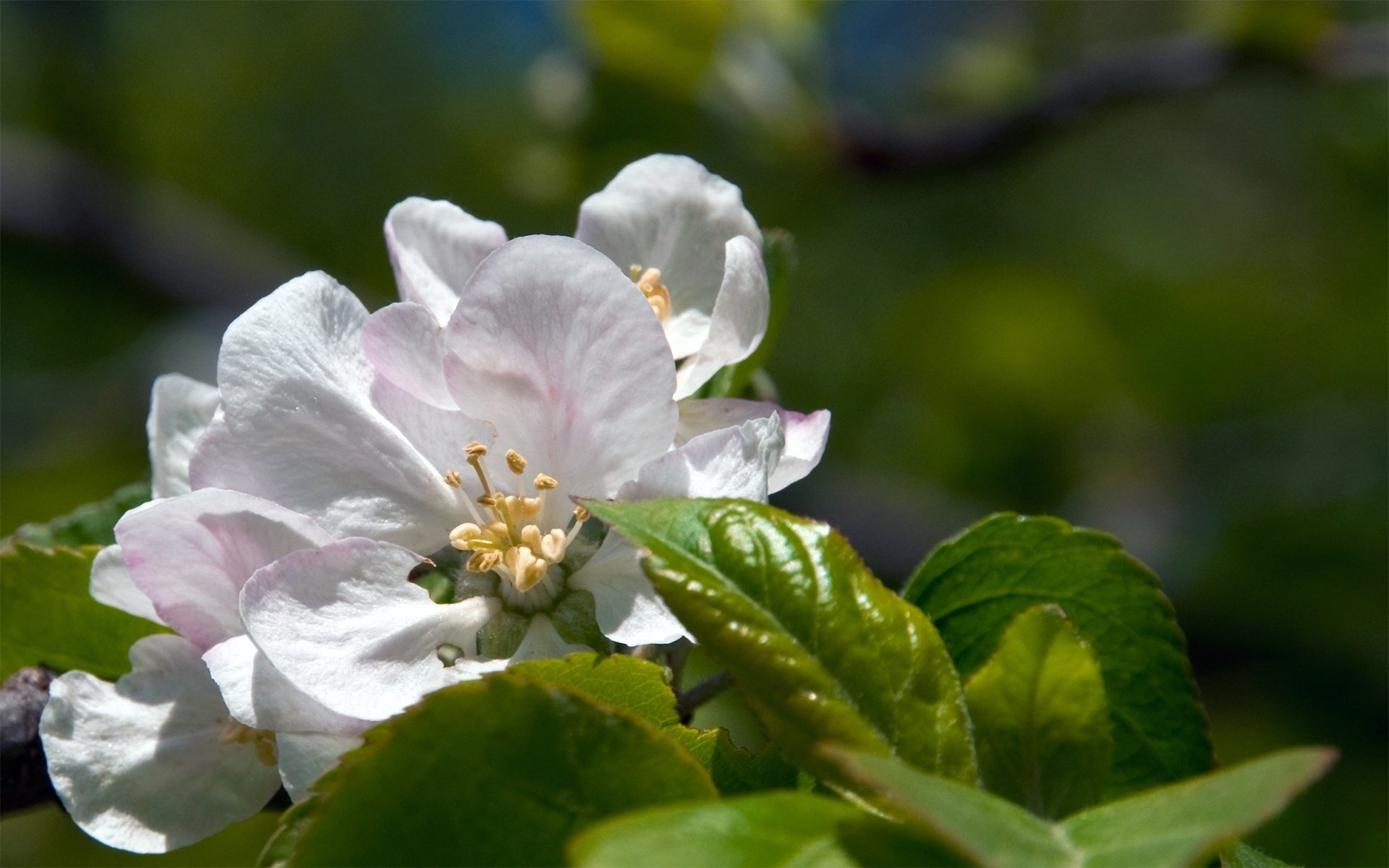 apple-blossom flowers white flowers green leaves macro