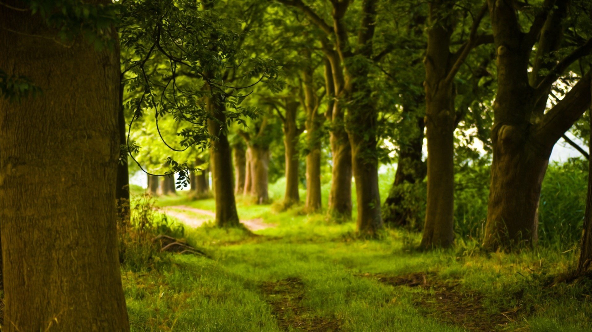 alte bäume park grünes gras grün wald dickicht weg sommer sonne natur landschaft büsche gras