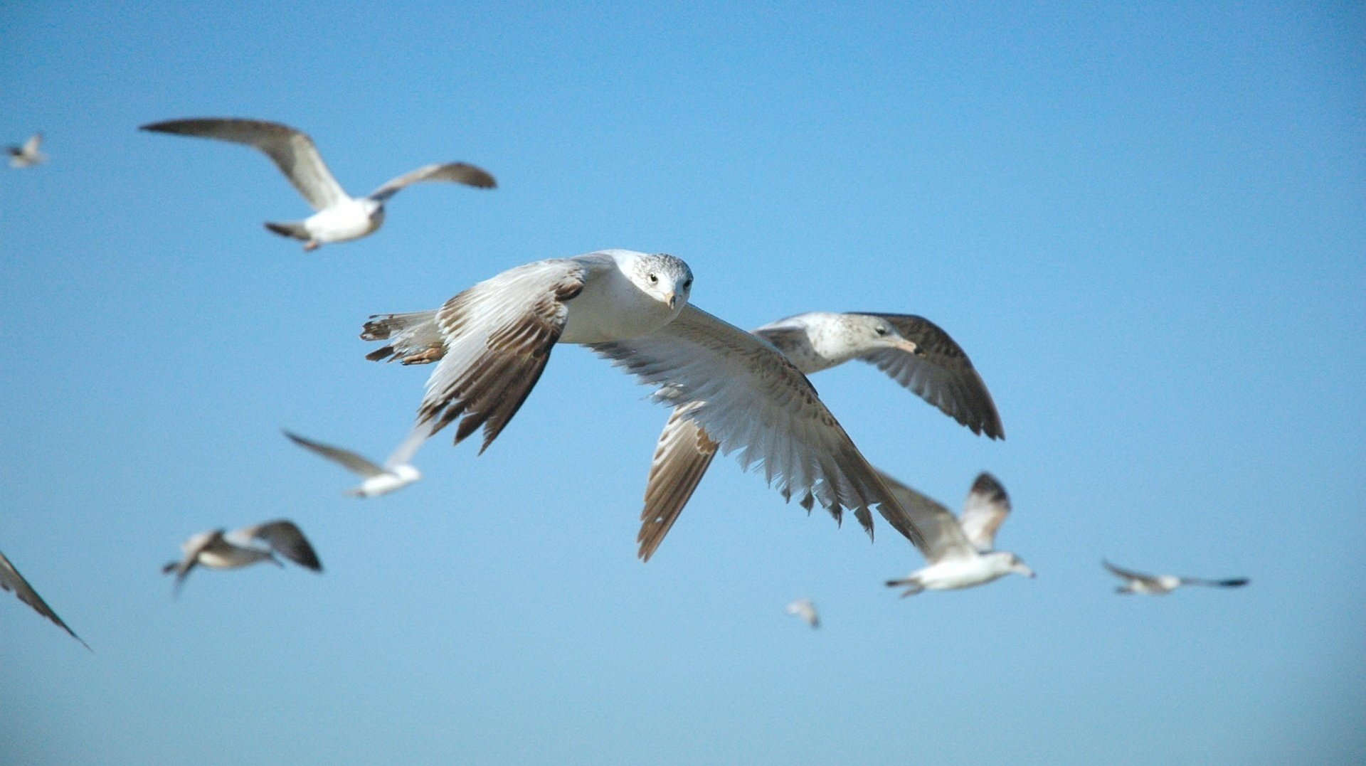 beau vol ciel oiseaux animaux