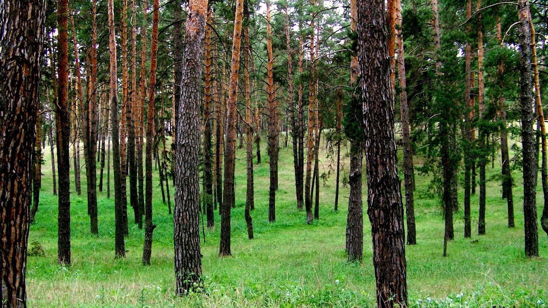 estate pini boschetto di betulle erba verde foresta tronchi corteccia paesaggio