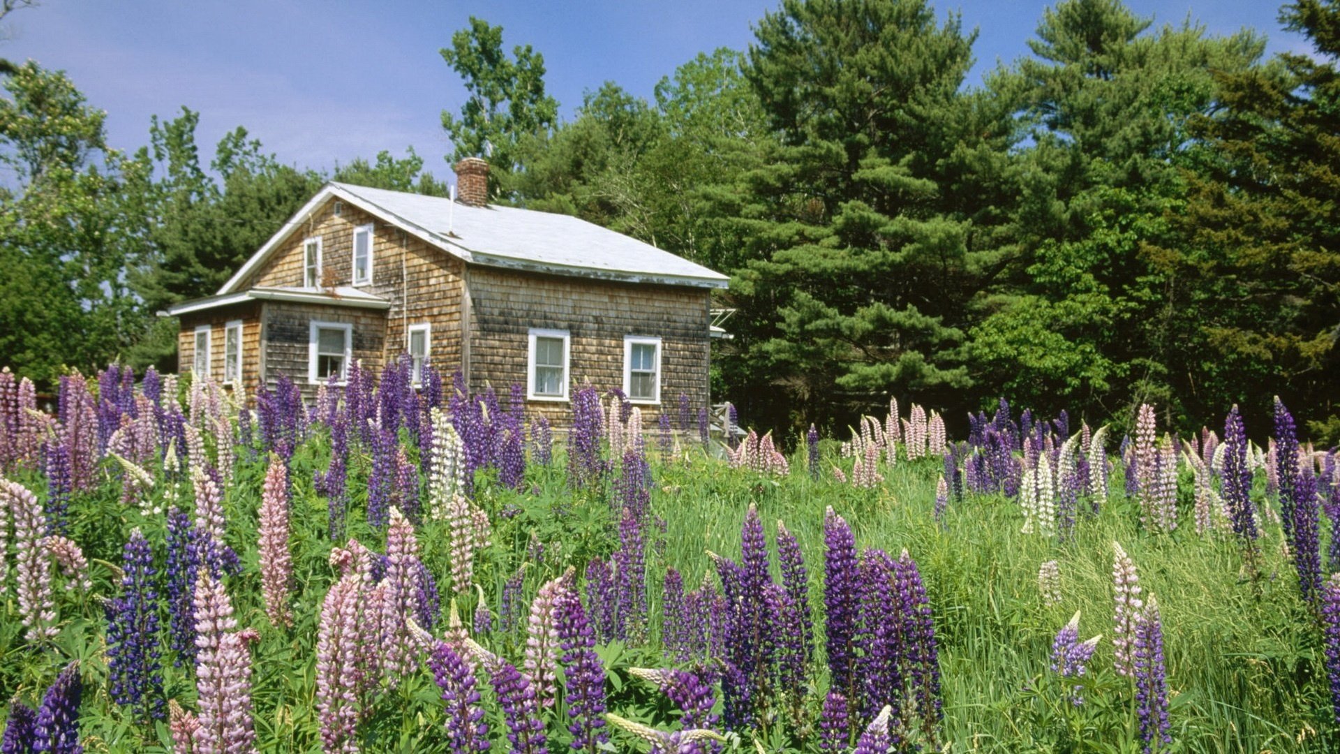 maison de briques fleurs fleurs violettes sapins maisons forêt