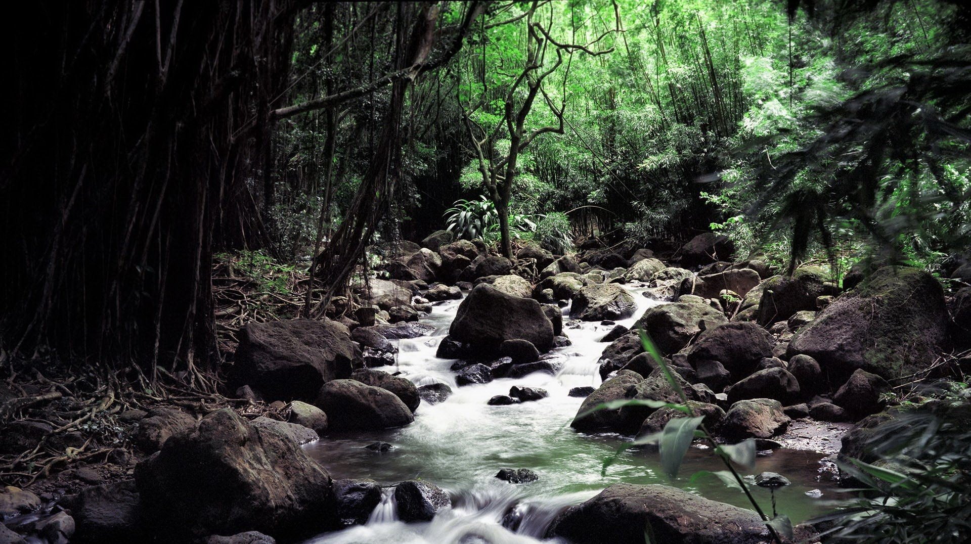 deep in the forest large rocks on the way stream water forest