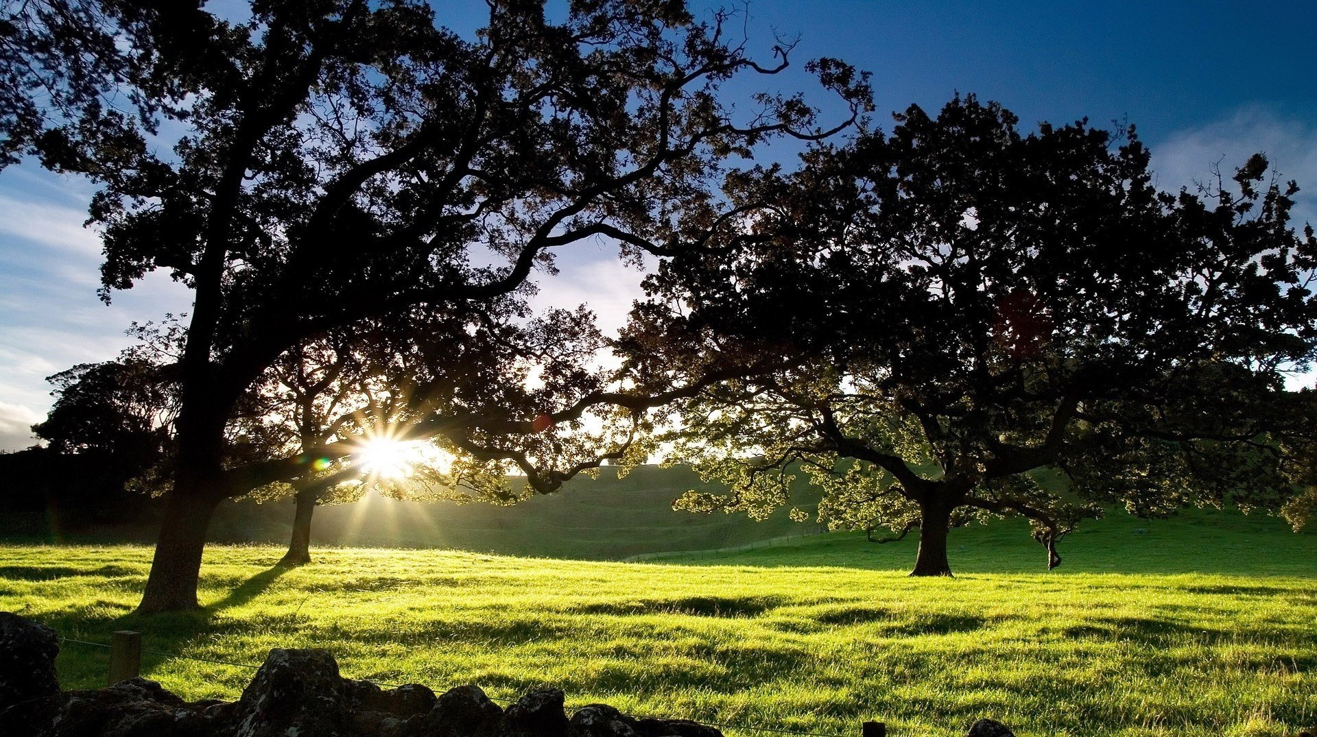 helle strahlen grüne bäume gras dämmerung sonne strahlen grün feld wiese natur bäume