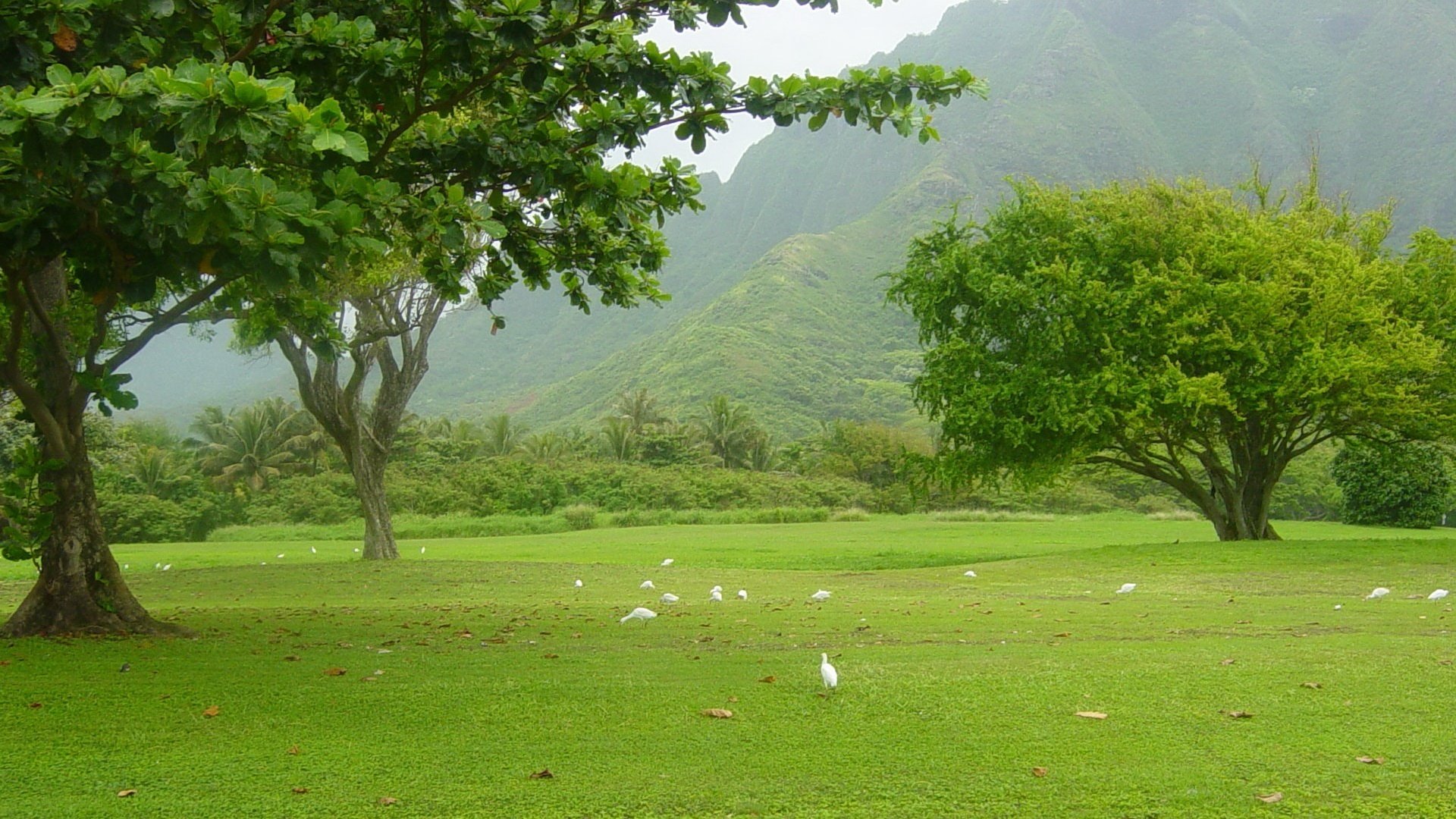 oiseaux sur le terrain verdure chaleur montagnes été arbres oiseaux herbe