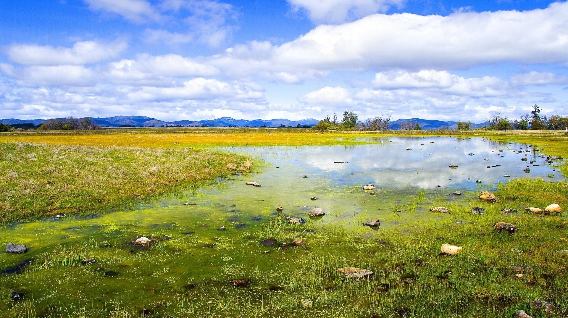 hellgrüner teppich sumpf wolken himmel wasser