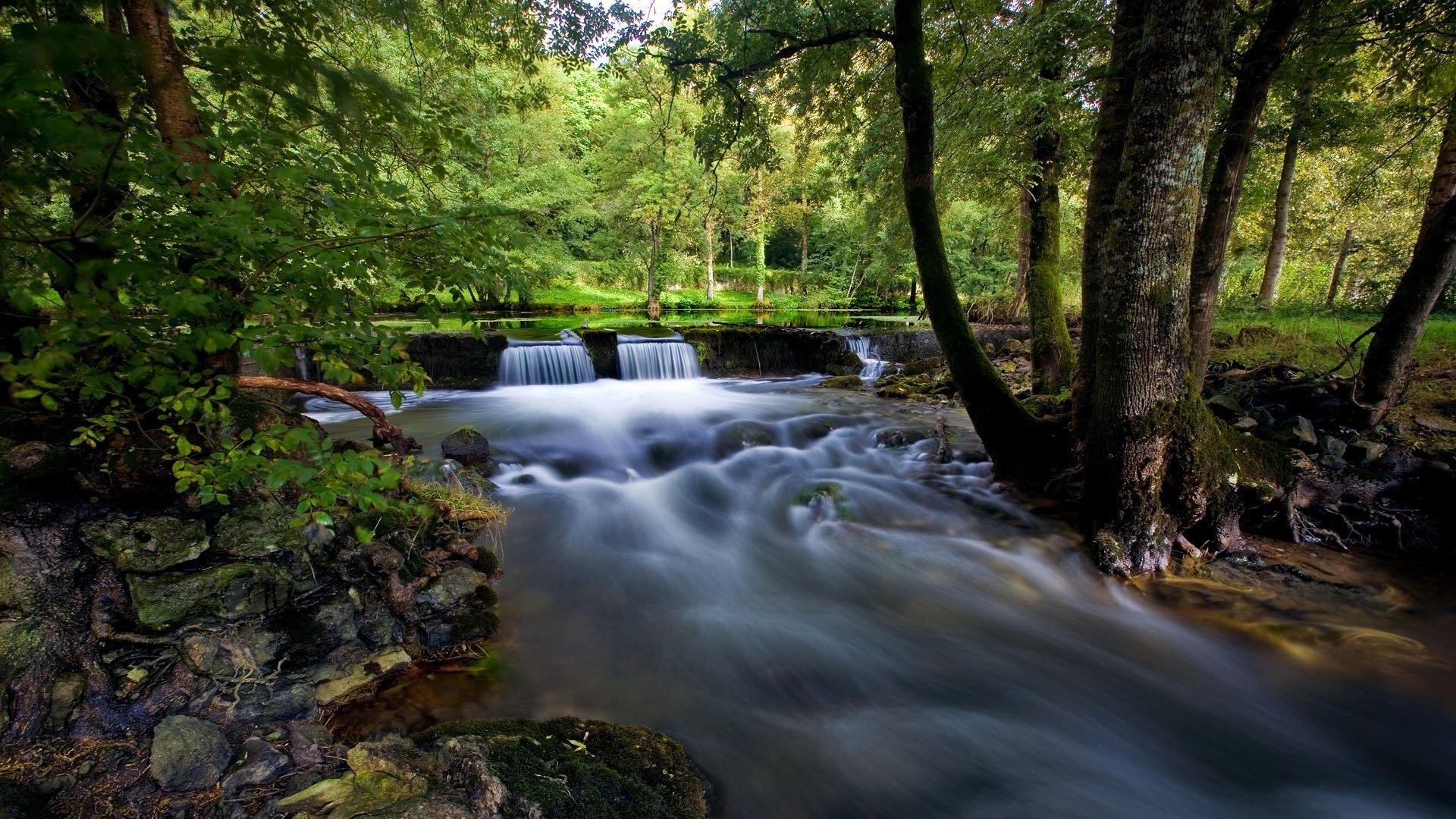 forest small waterfall pebbles stream water park trees greenery bushes stones river current day summer