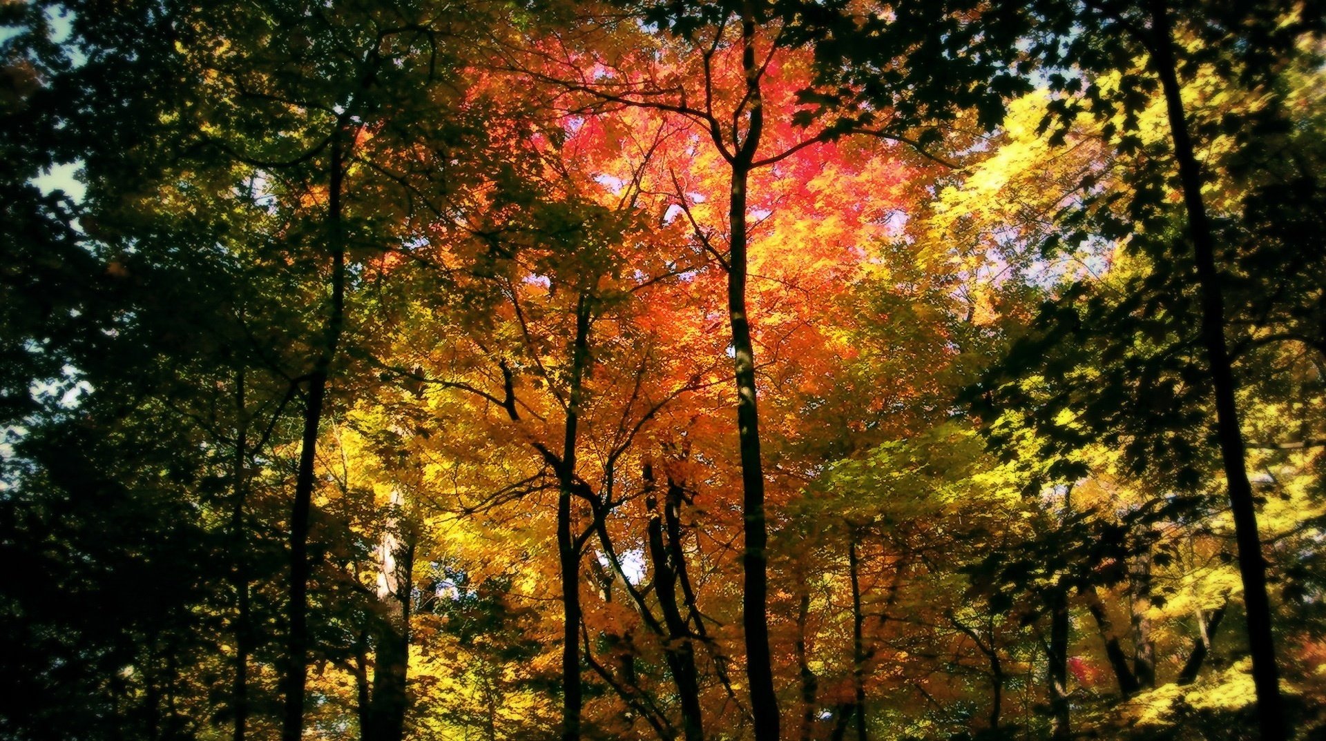 baumstämme herbstlaub herbst wald zweige