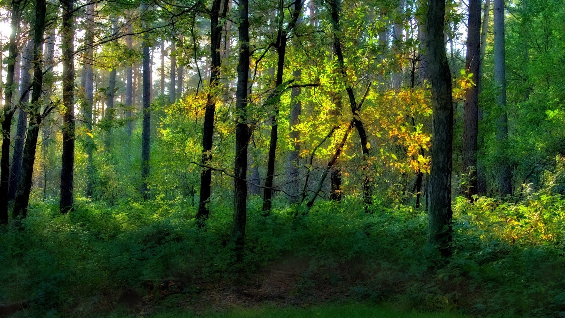 frische luft park grün wald bäume büsche dickicht sommer