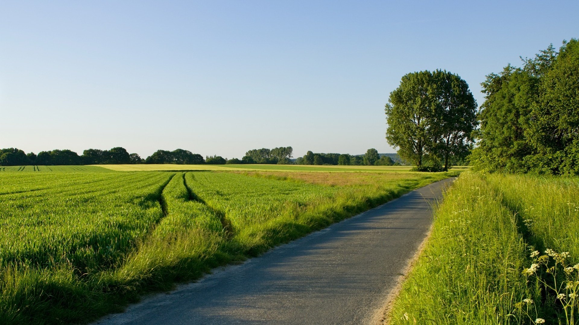 unny day tall grass track green