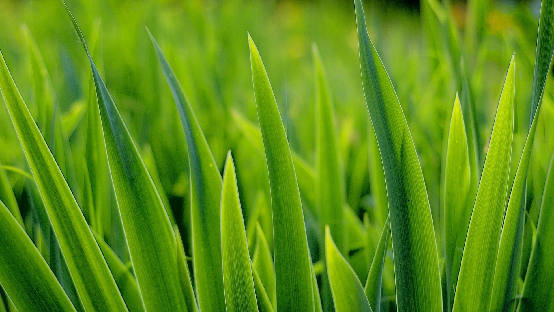 reach for the sun weed green