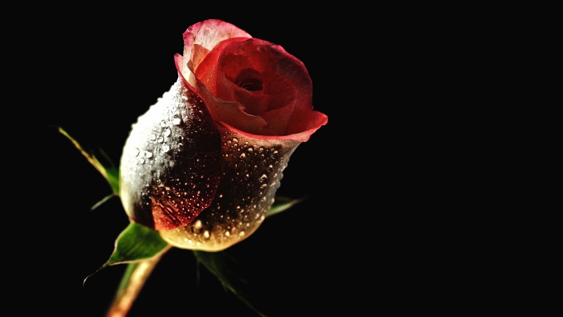 rosa oscura flores gotas de rocío luz brote flor rosas