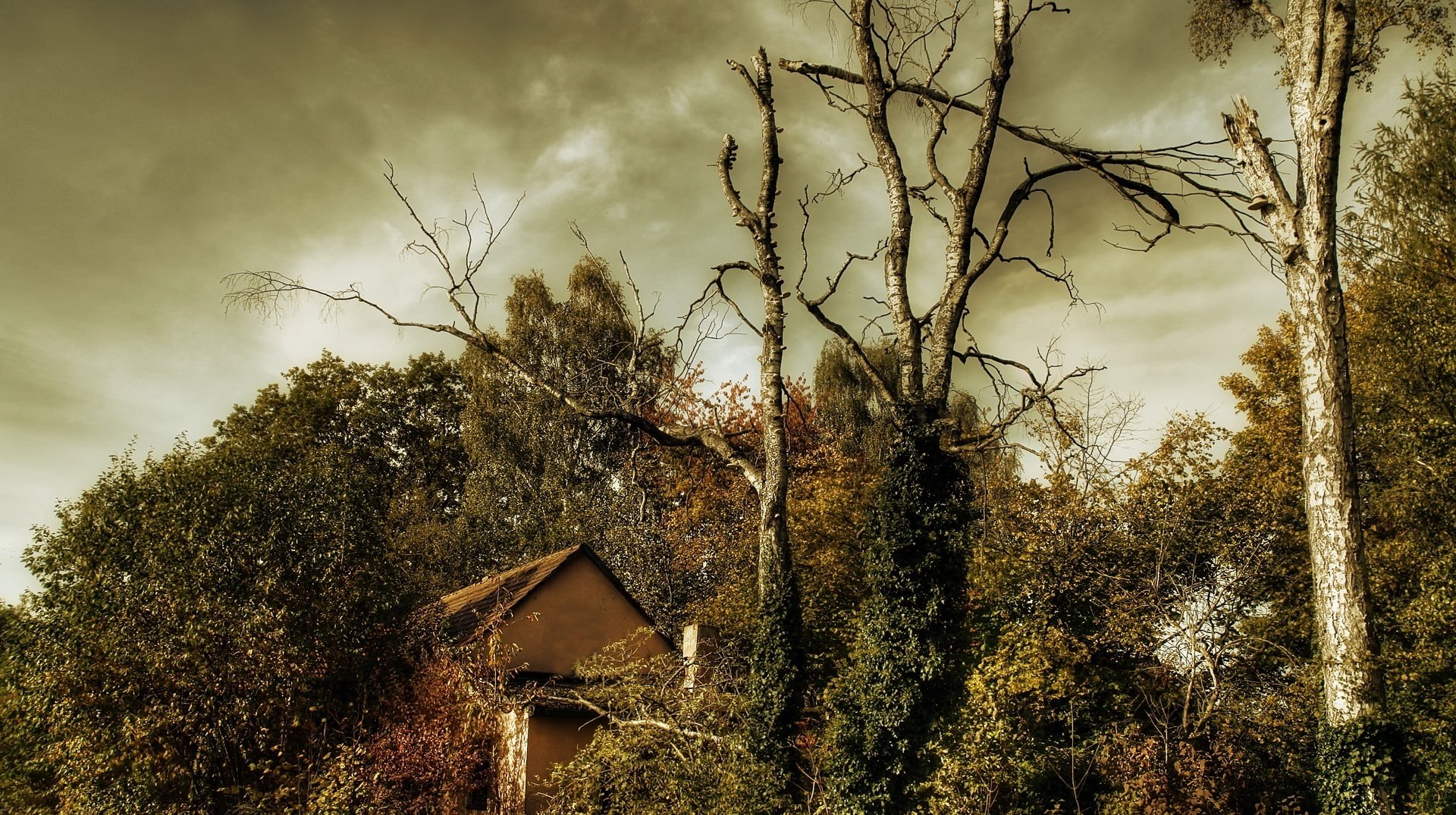 the cabin in the woods dry trees the storm forest