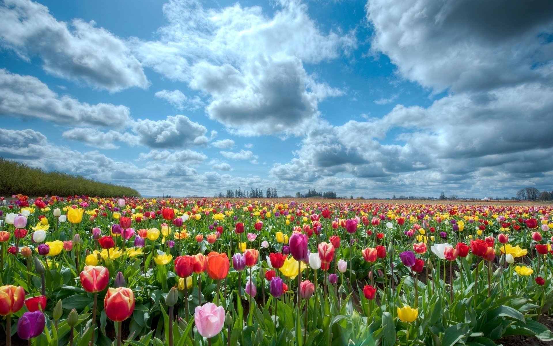 fleurs champ de fleurs tulipes multicolores nuages ciel paysage nature tulipes printemps symbole champ