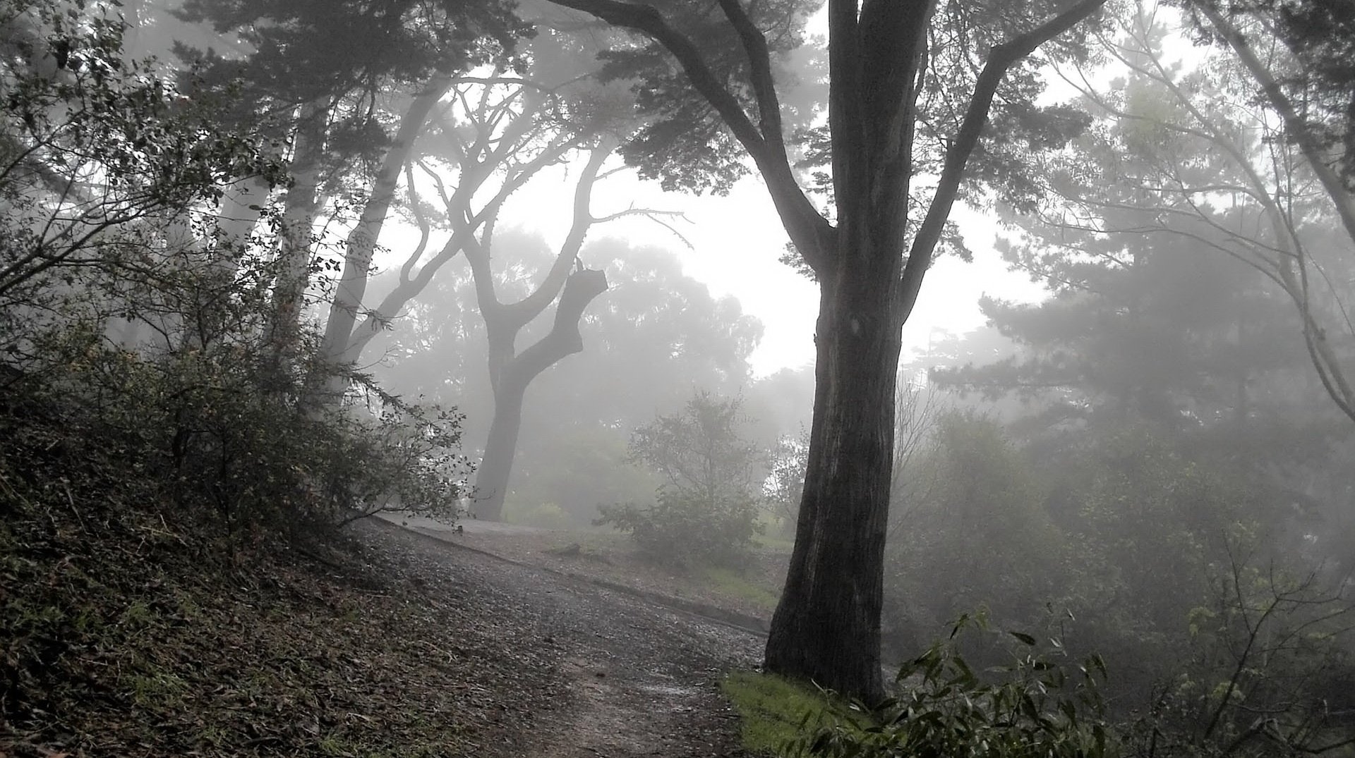 brouillard forêt feuilles forêt