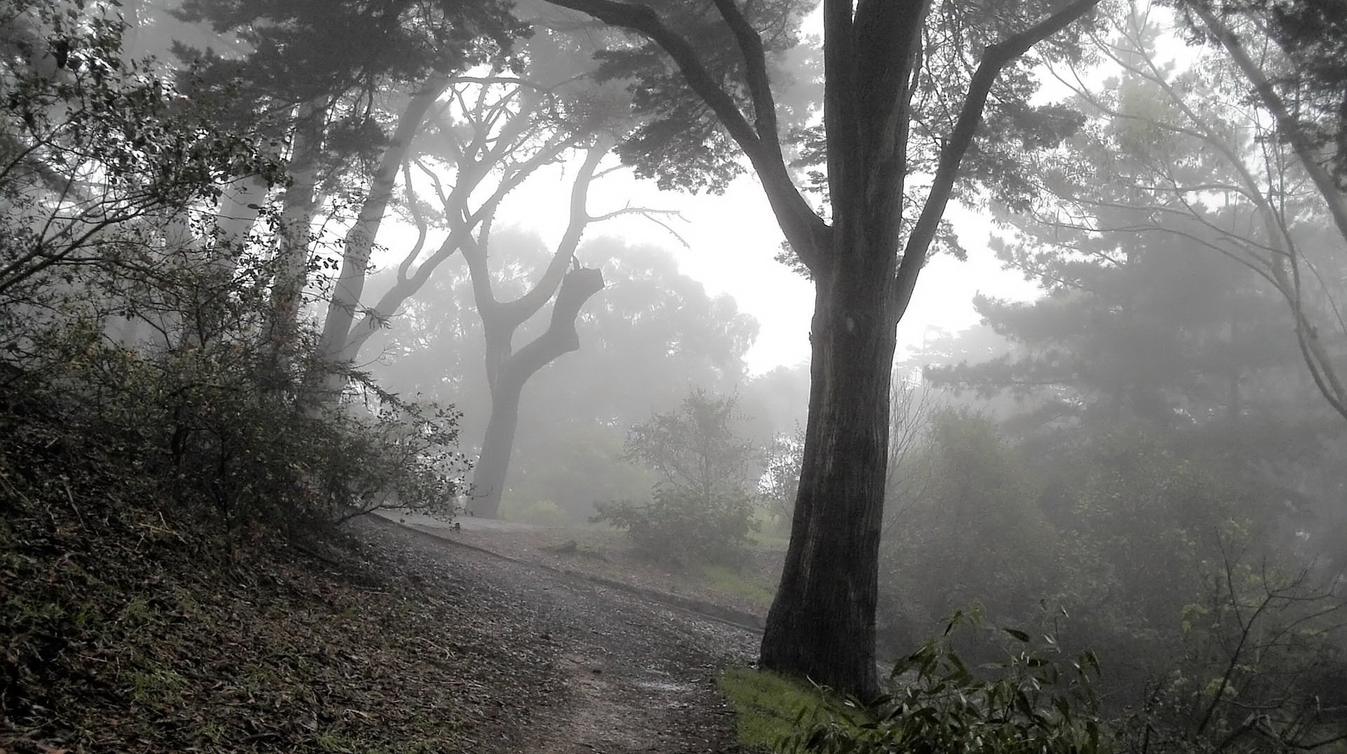nebbia boschetto foglie foresta