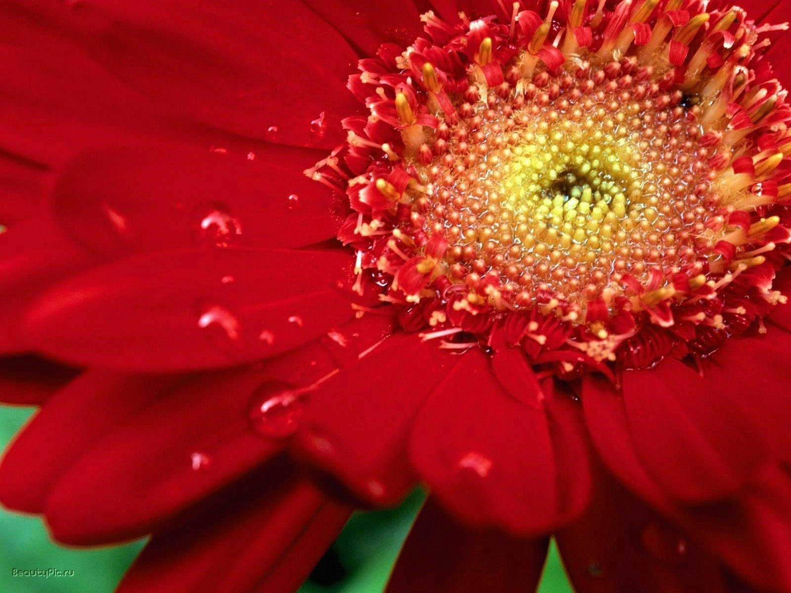 rich red flowers chrysanthemum droplets of water macro