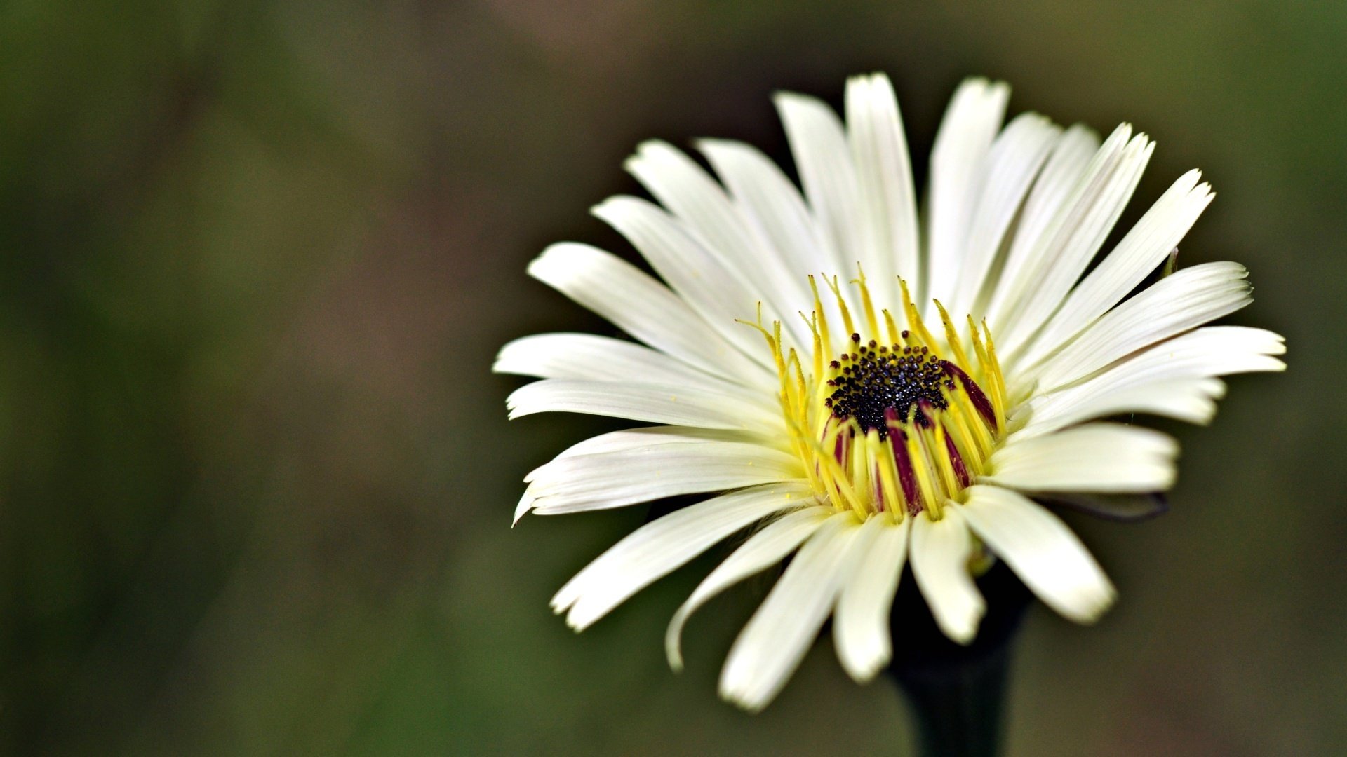 margarita decorativa hilos amarillos centro lánguido flores pétalos flor macro