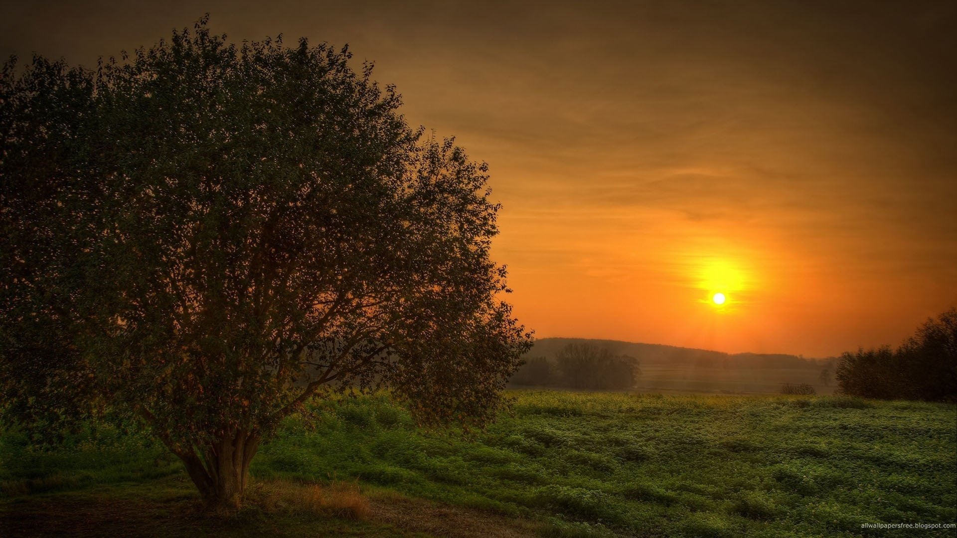 árbol esponjoso hierba verde puesta de sol campo noche cielo paisaje vegetación árbol solitario arbustos rayos sol