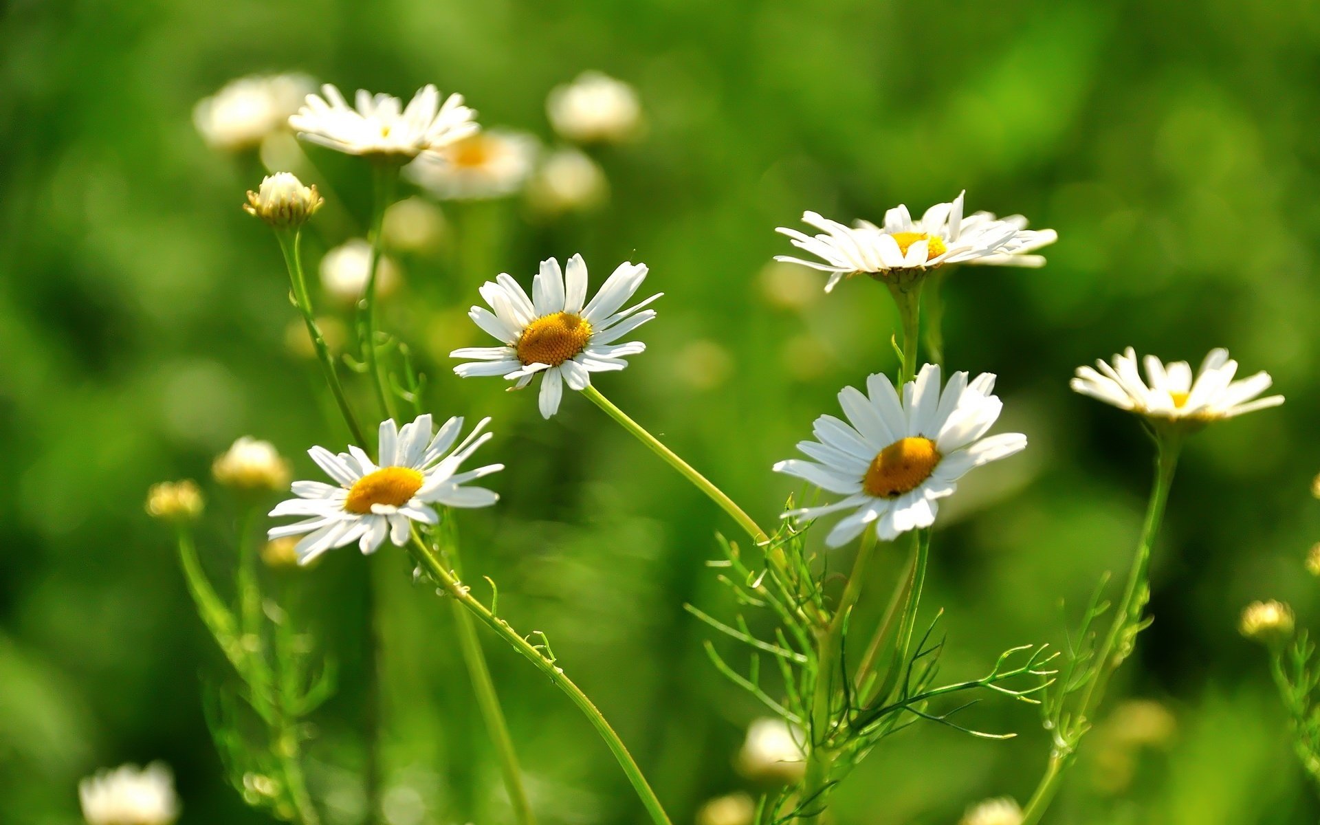 fleurs champ de marguerites champ herbe gros plan