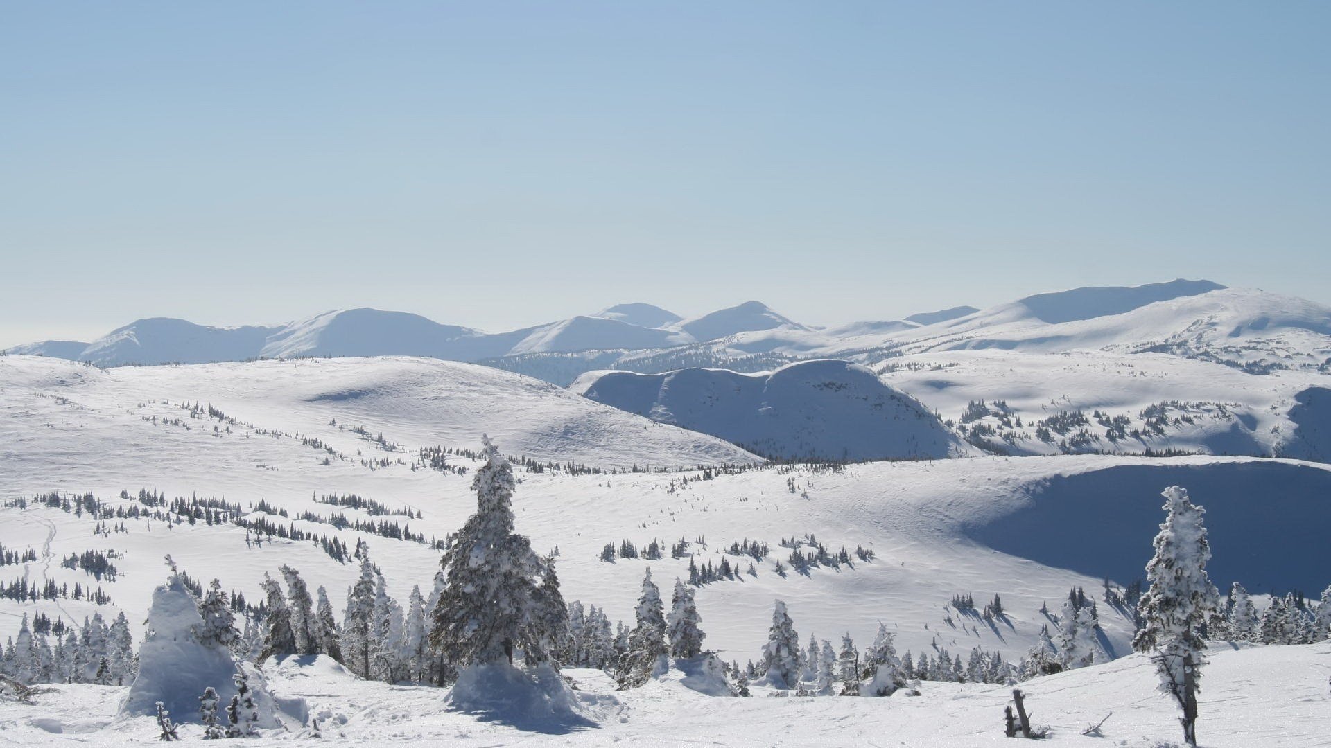 fichte im schnee winter hügel berge schnee