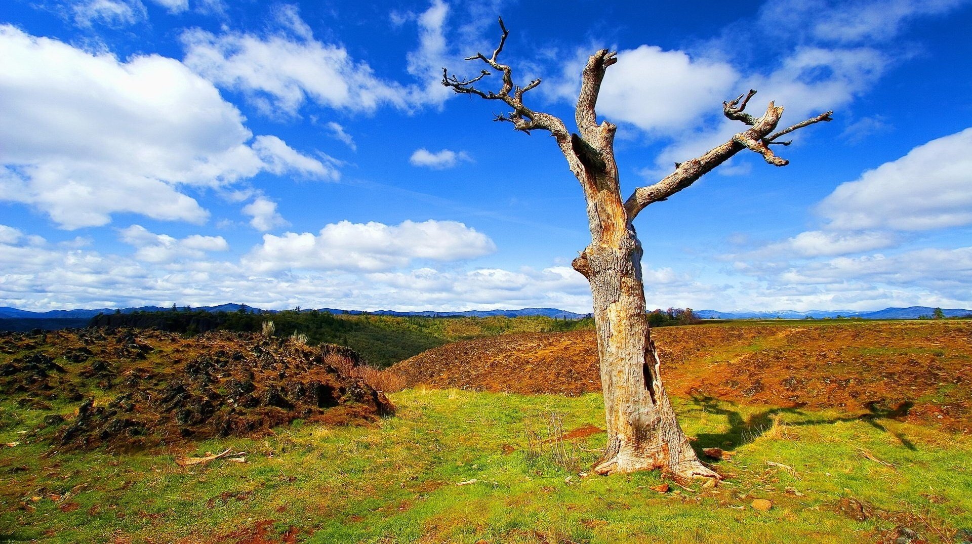 czyste pole suche drzewo niebo niebo chmury pień driftwood cień lato dzień słońce łąka natura krajobraz wzgórza ulga