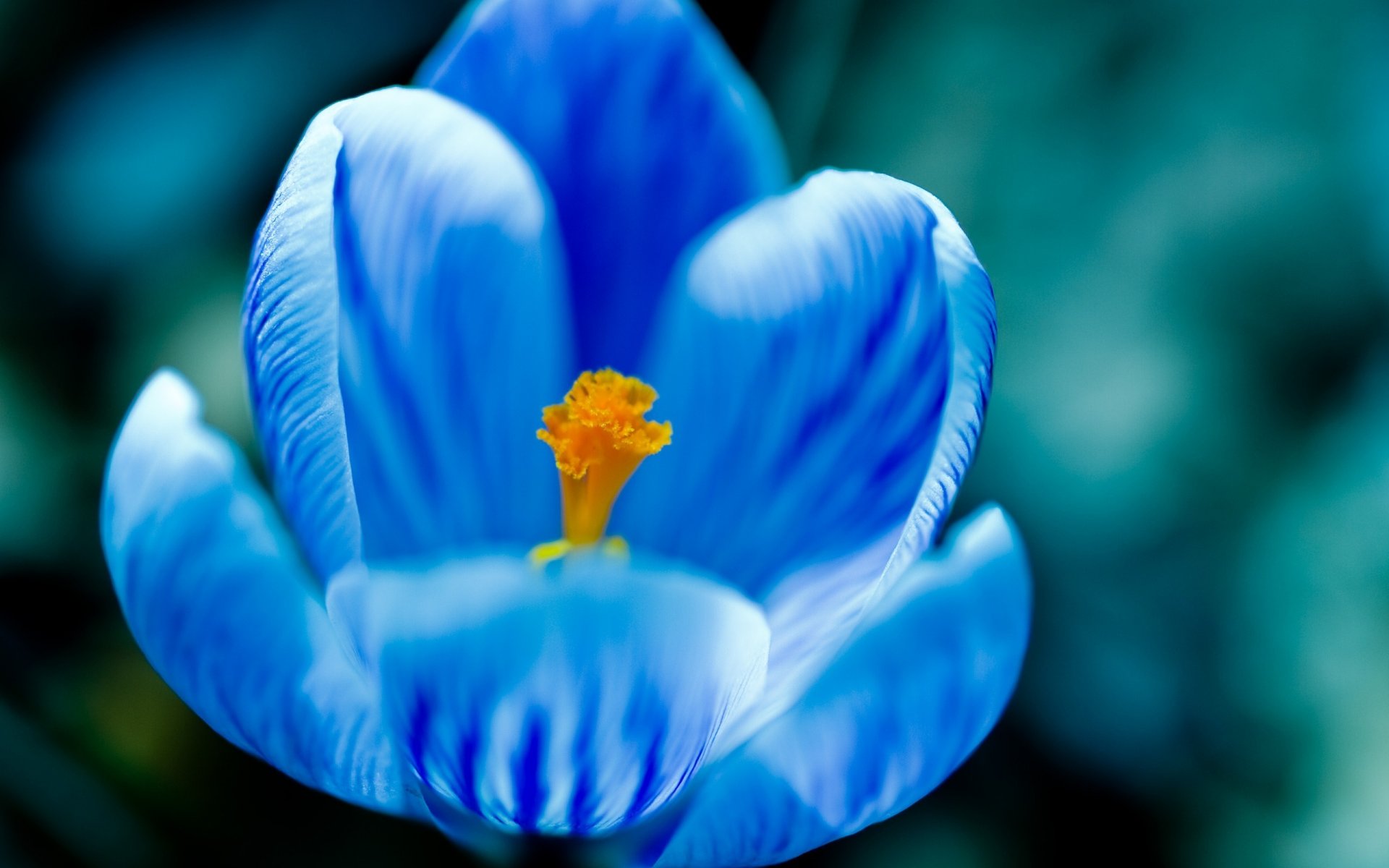 blaue krümel zarte blütenblätter sich öffnende knospe blumen natur makro