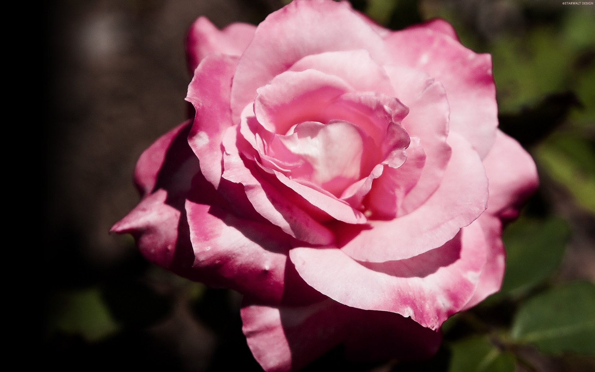 blumen teerose hellrosa gewirbelt makro rosen