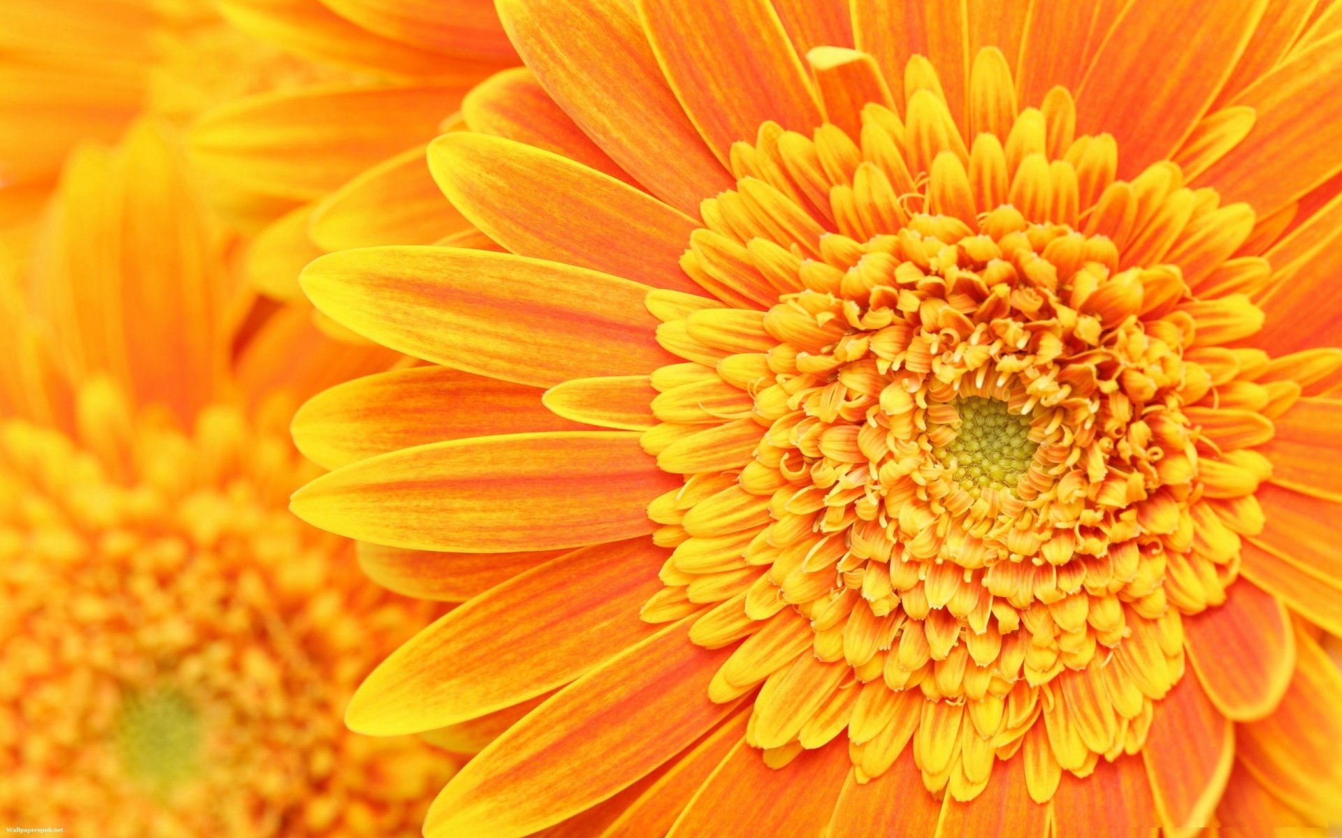 orange beauty flowers chrysanthemum light macro