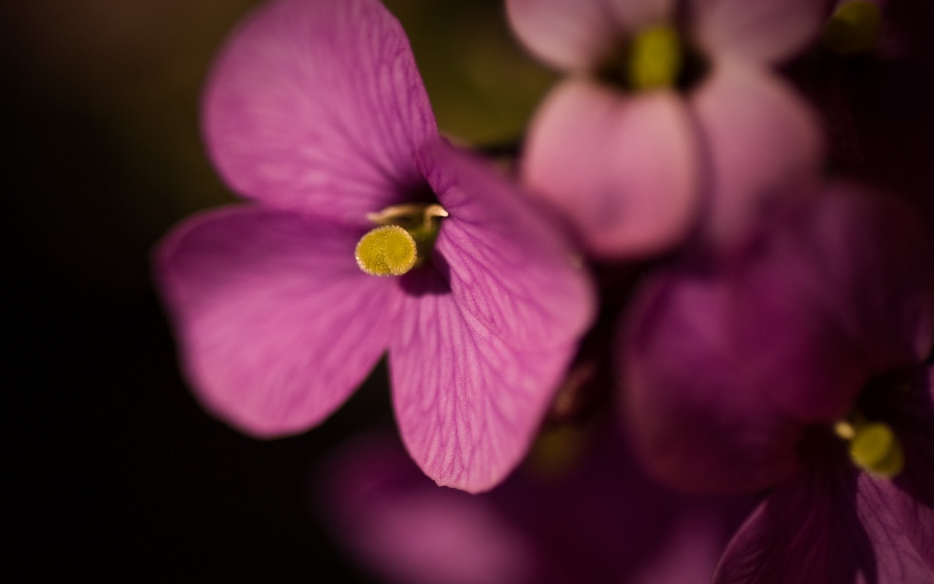 venature del petalo fiori colore intenso lilla fiori macro