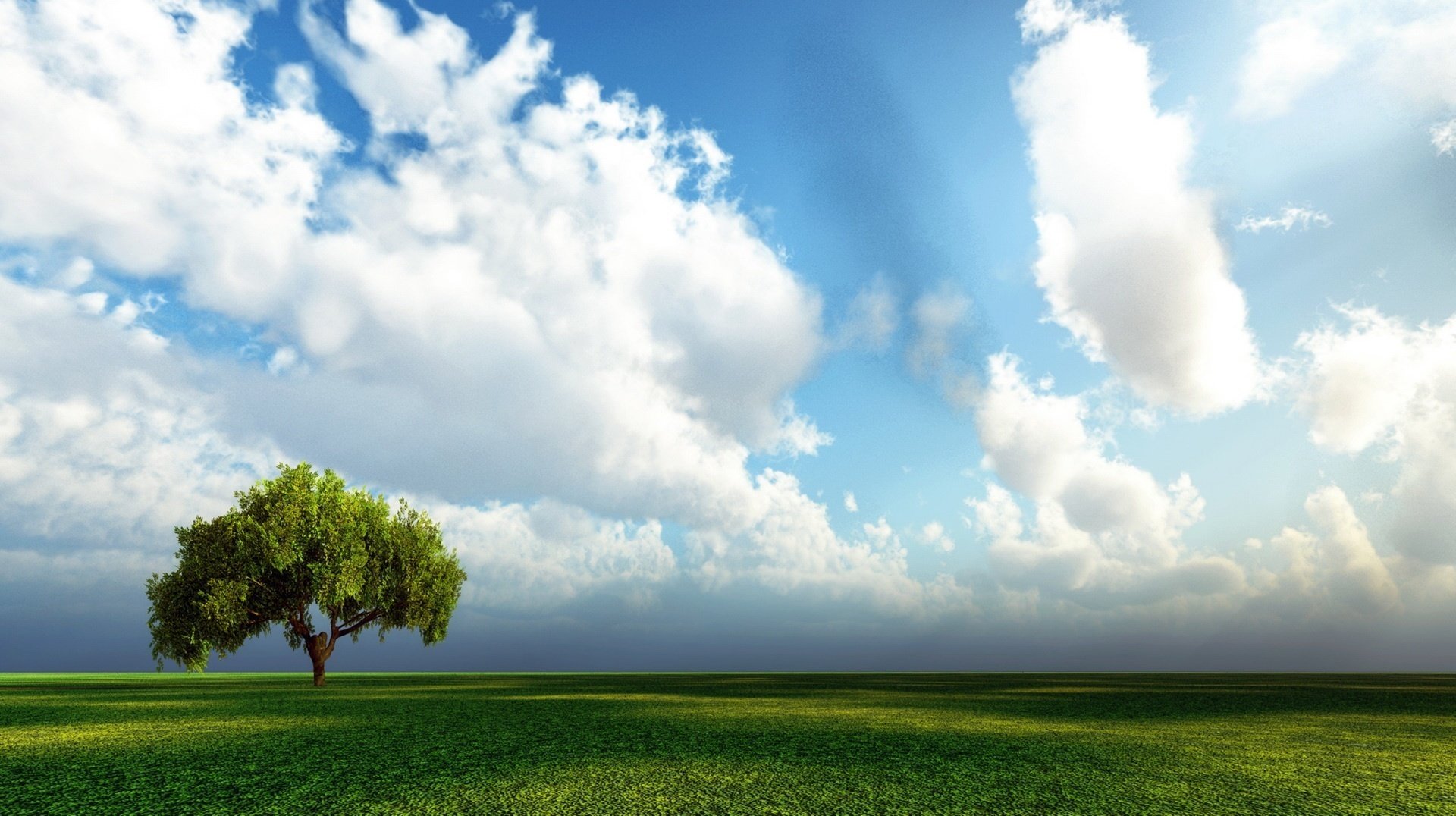 giorno di volo giorno d estate albero solitario fogliame soffice cielo campo albero erba verde steppa nuvole serenità calma ombra giornata di sole caldo estate nuvole