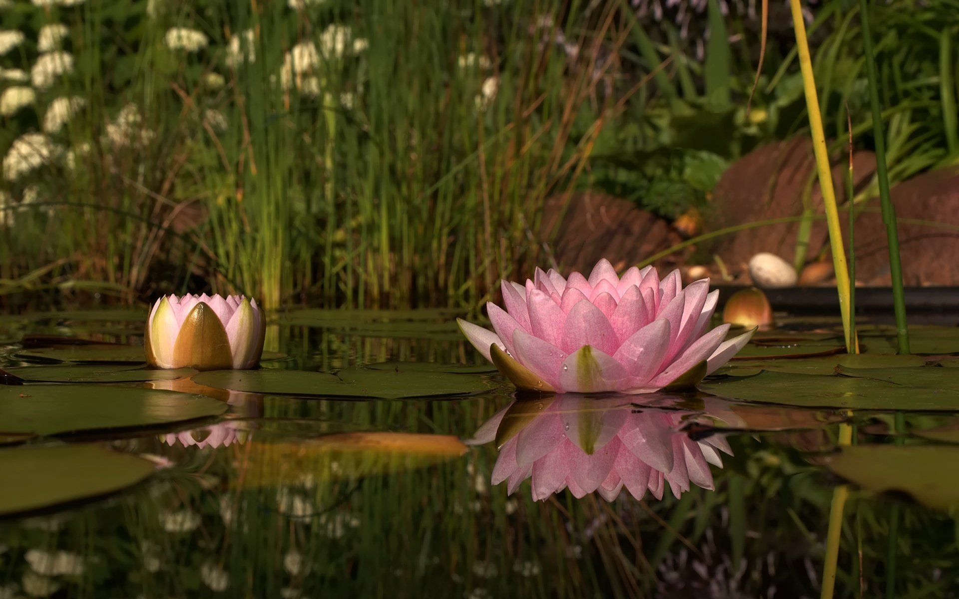 belleza acuática rosa suave flores lirio naturaleza lago flor lirio de agua lirio de agua rosa